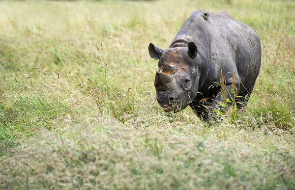 Black rhinoceros diceros bicornis michaeli in captivity — Stock Photo, Image