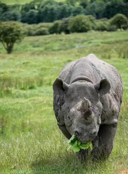 Black rhinoceros diceros bicornis michaeli in captivity — Stock Photo, Image