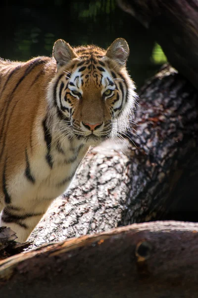 Tigre del Bengala Panthera tigris tigris in cattività — Foto Stock