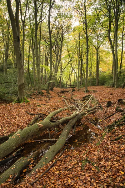 Kolory piękne żywe jesień krajobraz las — Zdjęcie stockowe
