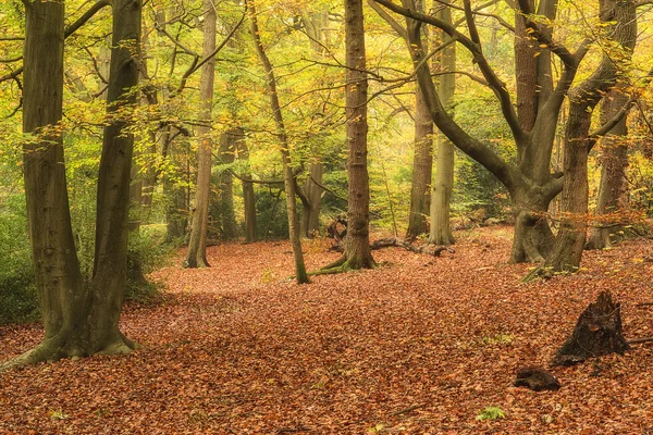 Schöne lebendige Herbstfarben in der Waldlandschaft — Stockfoto