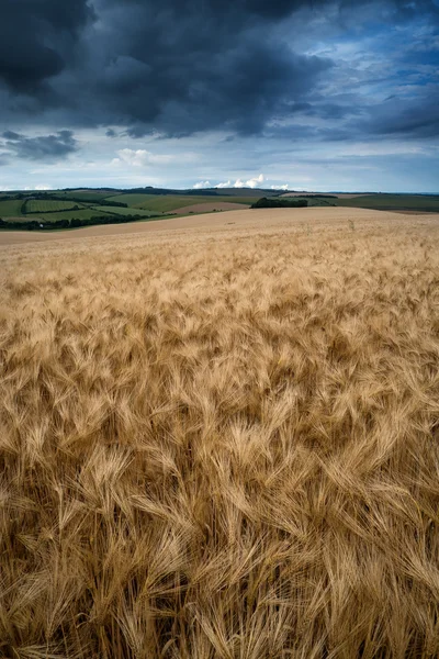 Paisaje impresionante campo de trigo en verano puesta del sol — Foto de Stock