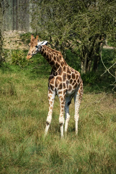 Zsiráfok futó ha mező napos giraffa camelopardalis — Stock Fotó