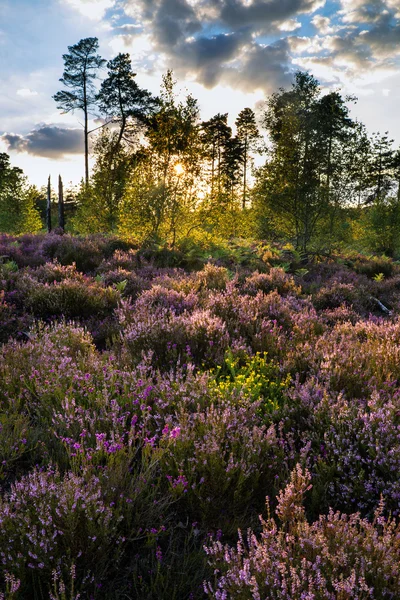 Sommerlandskap over enger med purpurlyng under solnedgang – stockfoto