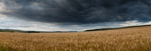 Ohromující krajina panorama krajiny pšeničné pole v létě su — Stock fotografie