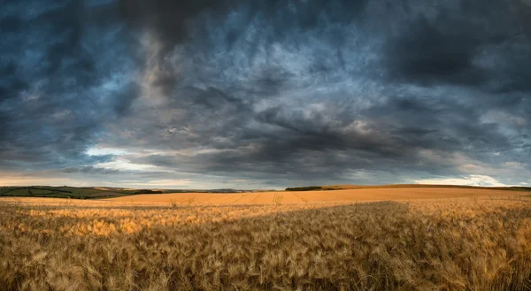 令人惊叹农村景观麦田的夏天日落景色 — 图库照片