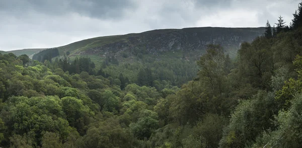Пейзажна панорама зображення пишного зеленого лісу влітку з му — стокове фото