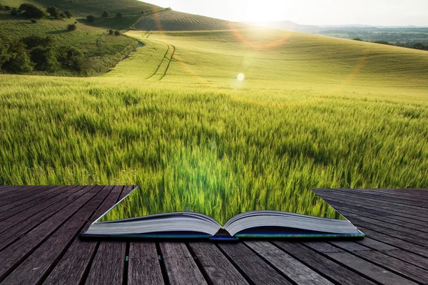 Prachtige landschap tarweveld in lichte zomer zonlicht evenin — Stockfoto