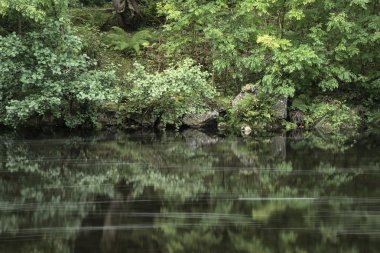 peyzaj yemyeşil green ile ön plana akan nehrin uzun pozlama