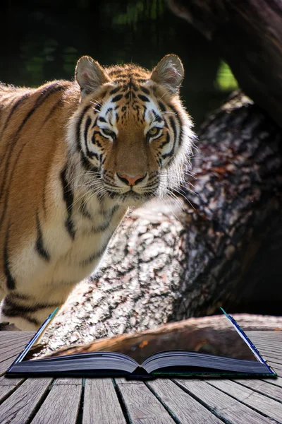 Bengal tiger panthera tigris in captivity conceptual book — стоковое фото