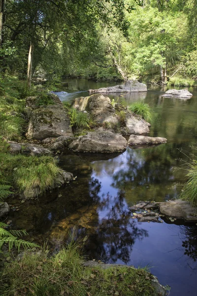 Beau ruisseau coulant à travers le paysage forestier en été — Photo