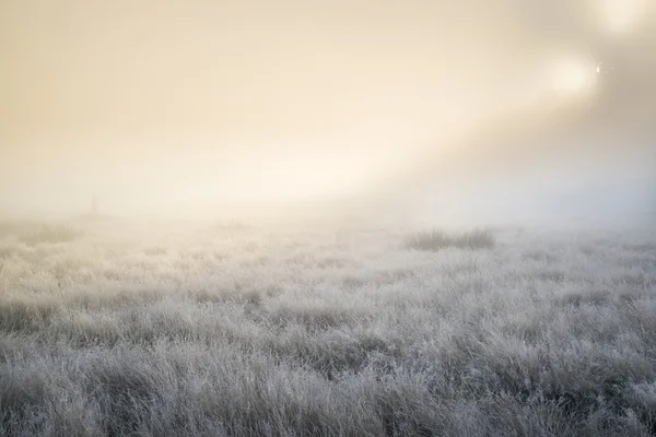 Потрясающие солнечные лучи загораются туманом сквозь густой туман осени — стоковое фото