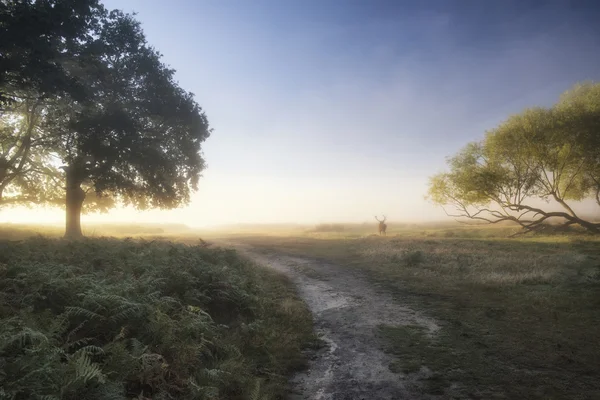 Piękne światło rozproszone na krajobraz z Jeleń jelenia na Autu — Zdjęcie stockowe