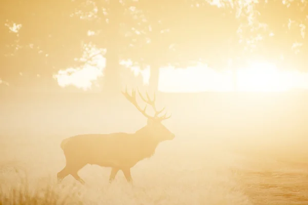 Gímszarvas, ködös sunrise alá őszi erdő és a vidék lan — Stock Fotó