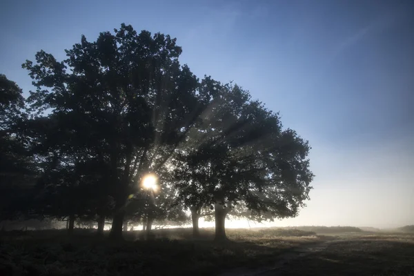 Rayos de sol brillando a través de los árboles en el bosque en la nebulosa caída de otoño s — Foto de Stock