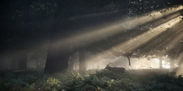 드디어 사슴 멋진 숲 l 통해 태양의 광선에 의해 조명 — 스톡 사진