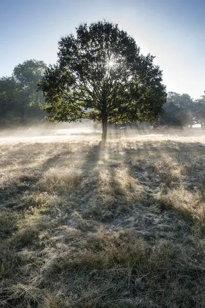 Sun beams shining through trees in forest on foggy Autumn Fall s — Stock Photo, Image