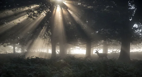 Red deer stag illuminated by stunning sun beams through forest l — Stock Photo, Image