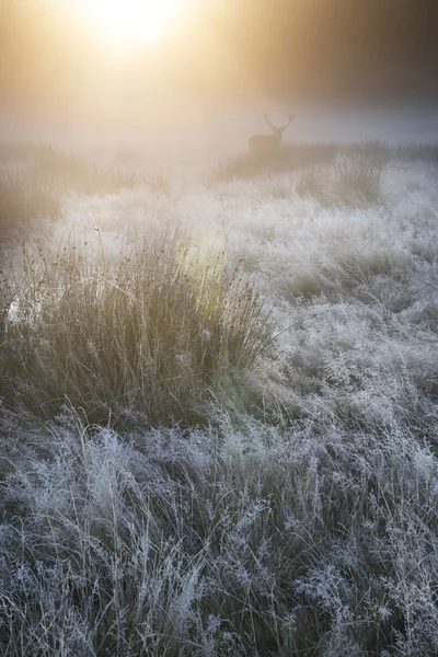 Red deer in foggy sunrise Autumn Fall forest and countryside lan — Stock Photo, Image