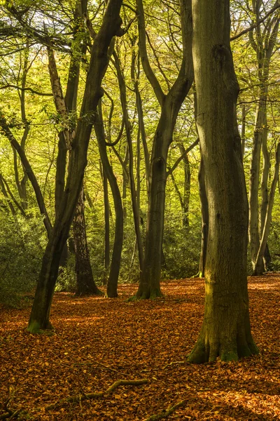 Beautiful vivid golden Autumn Fall forest landscape — Stock Photo, Image