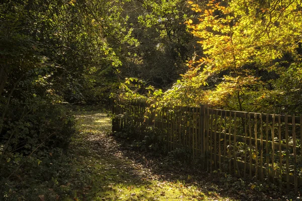 Beau paysage de forêt d'automne d'automne doré vif — Photo