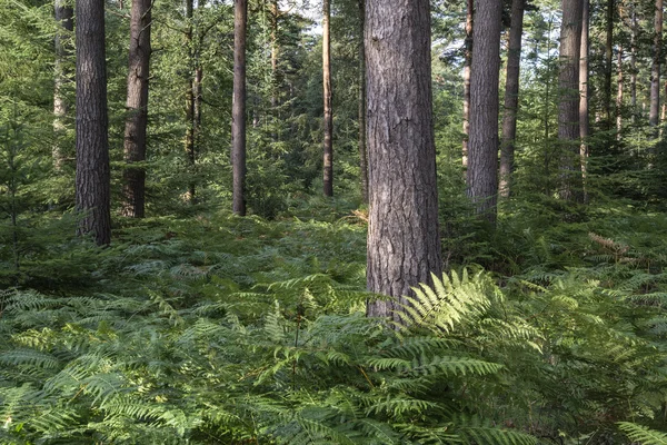 Hermoso exuberante paisaje forestal vibrante en verano — Foto de Stock