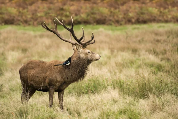 Majestueux Cerf rouge cerf dans le paysage automne automne — Photo