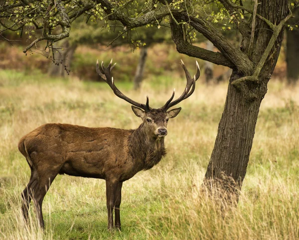 Majestätischer Rothirsch in herbstlicher Herbstlandschaft — Stockfoto