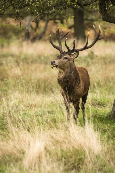 Majestueux Cerf rouge cerf dans le paysage automne automne — Photo