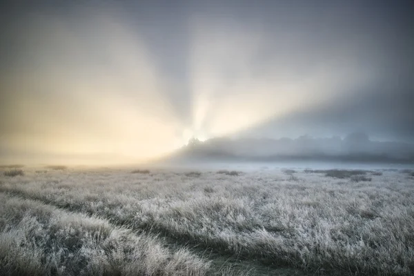 Потрясающие солнечные лучи загораются туманом сквозь густой туман осени — стоковое фото