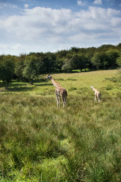 Giraffes running if field on sunny day Giraffa Camelopardalis — Stock Photo, Image