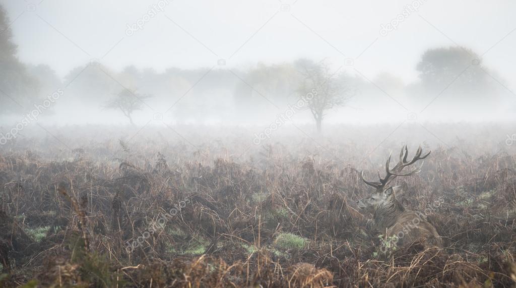 Red deer stag in atmospheric foggy Autumn landscape