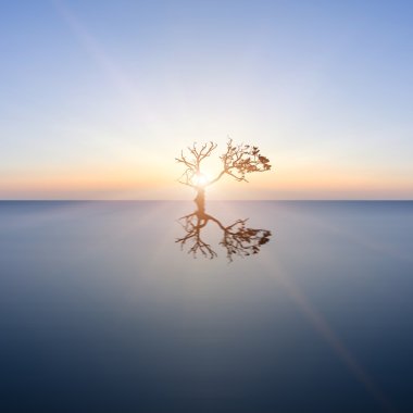 Durgun su Sunburst içinde tek ağaç kavramsal görüntü