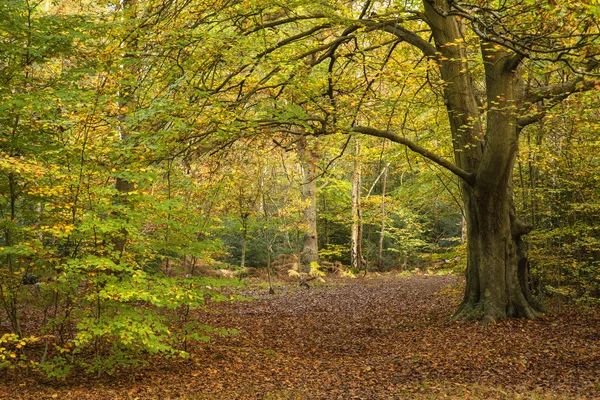 Bellissimo vivido autunno dorato Autunno foresta paesaggio — Foto Stock