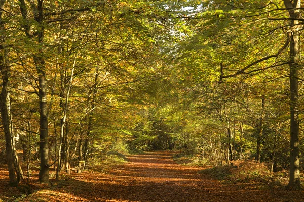 Hermoso vívido dorado otoño otoño bosque paisaje — Foto de Stock