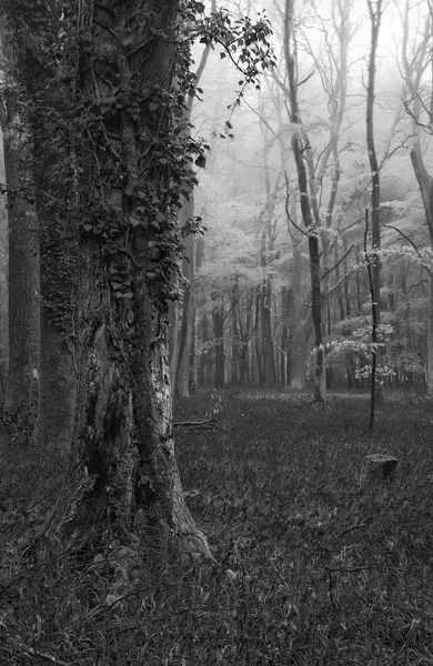 Vibrante tappeto BlueBell Primavera foresta nebbioso paesaggio nero e — Foto Stock