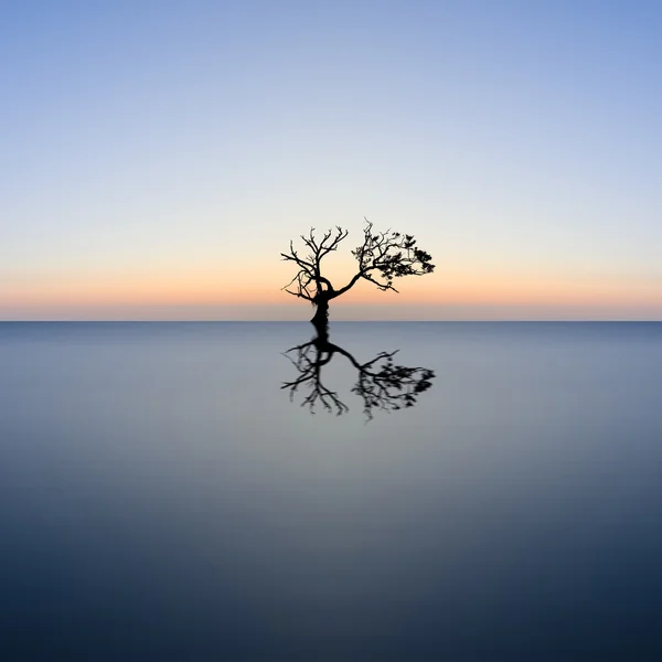 Conceptual image of single tree in still water with sunburst
