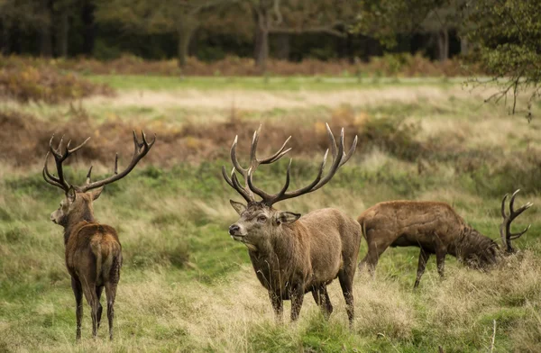 Majestic Stunning veado vermelho na paisagem Outono Outono Outono — Fotografia de Stock