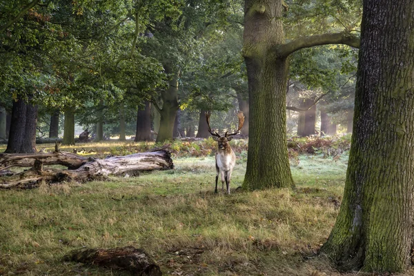 Érett dámvad buck erdő őszi őszi reggel táj — Stock Fotó