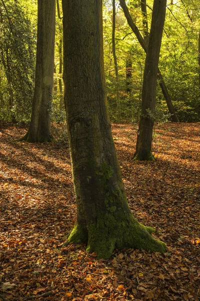 Прекрасний золотий осінній лісовий пейзаж — стокове фото