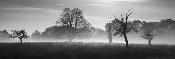 Nastrojowe czarno-białe jesień krajobraz — Zdjęcie stockowe