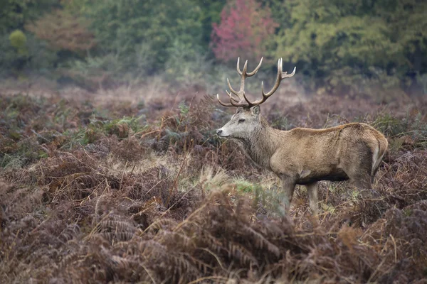 Cerf rouge majestueux en automne Paysage forestier d'automne — Photo