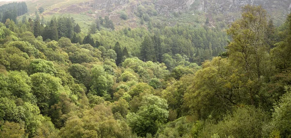 Imagen panorámica del paisaje de exuberante bosque verde en verano con mou —  Fotos de Stock