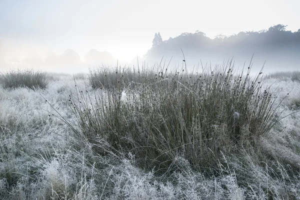 Otoño hermoso otoño niebla amanecer paisaje sobre heladas cubierto fi —  Fotos de Stock