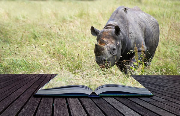Black rhinoceros diceros bicornis michaeli in captivity conceptu — Stock Photo, Image