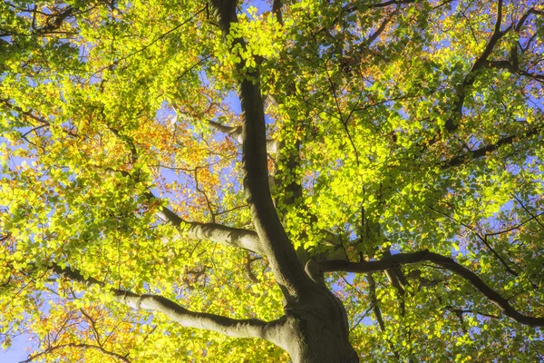 Kaunis elävä kultainen syksyn metsämaisema — kuvapankkivalokuva