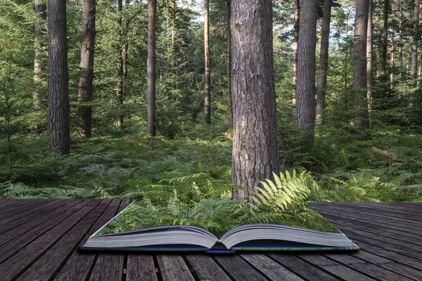 Vackra grönskande levande skogslandskap på sommaren konceptuella boo — Stockfoto