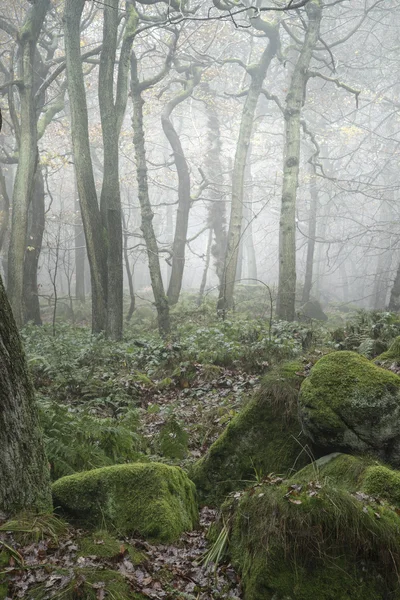 Krajobraz lasu z gęstej mgły w jesień — Zdjęcie stockowe