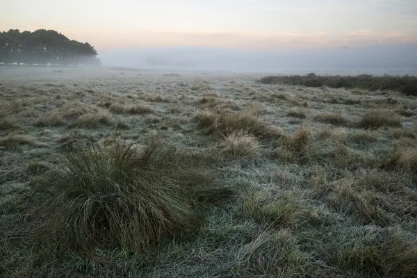 Fantastisk dimmigt höst höst sunrise landskap över frost omfattas — Stockfoto