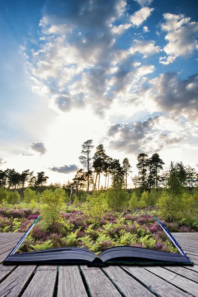 Yaz peyzaj günbatımı con sırasında mor heather çayır üzerinde — Stok fotoğraf